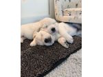 CUCCIOLI DI GOLDEN RETRIEVER