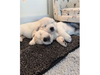 CUCCIOLI DI GOLDEN RETRIEVER