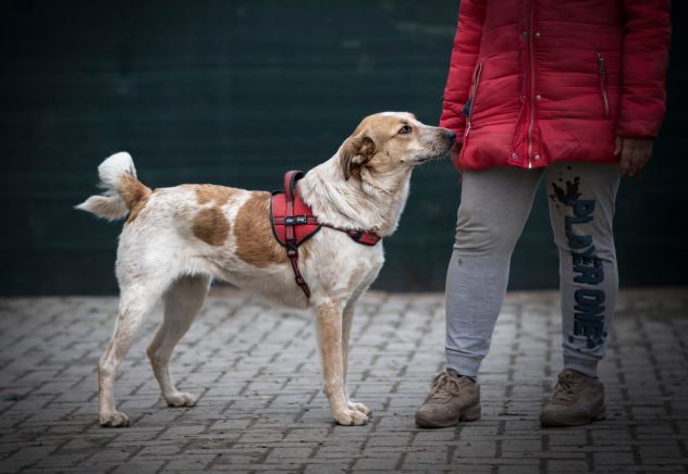 SISSI, 2 ANNI, TAGLIA MEDIA, SALVATA DA UN CANILE LAGER - Foto 4