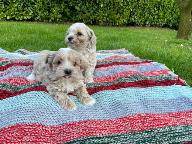 MALTIPOO - Foto 9