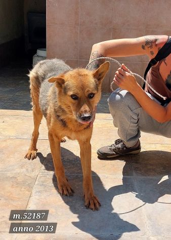 SENZA NOME SOLO UN NUMERO DI CHIP 380260 CANE IN ADOZIONE - Foto 3