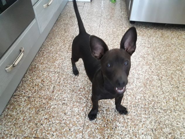 Meticcio 5 anni