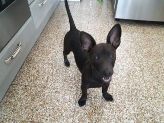 Meticcio 5 anni