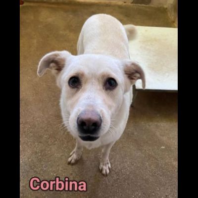UNA FAMIGLIA DI CUORI BIANCHI DA SALVARE, CANE IN ADOZIONE - Foto 2