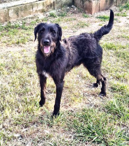 Jerry dolcissimo spinone in adozione - Foto 4