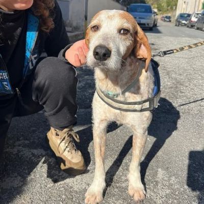 Newton il segugio con le lentiggini, adora le carezze, cane in adozione - Foto 8