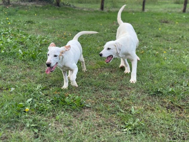 Spottydotty cucciolo dalle super orecchie - Foto 3