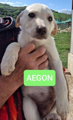 CUCCIOLI 3 MESI taglia media IN CANILE