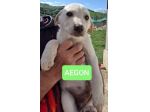 CUCCIOLI 3 MESI taglia media IN CANILE