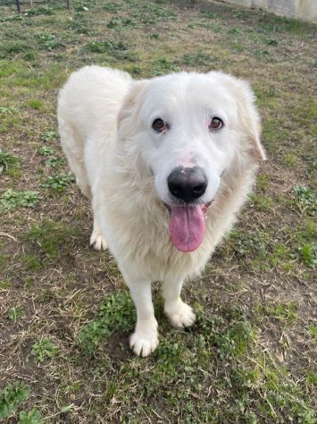 OMAR ADORABILE CUORE DI PANNA CANE IN ADOZIONE - Foto 9