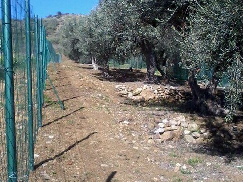 Terreno uliveto recintato - Foto 2