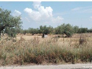 Tribunale di Marsala - RG 66/2025 Terreno in asta - Foto 3