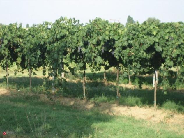 Terreno agricolo in Vendita in Via Carpi Ravarino 619 a Soliera - Foto 2