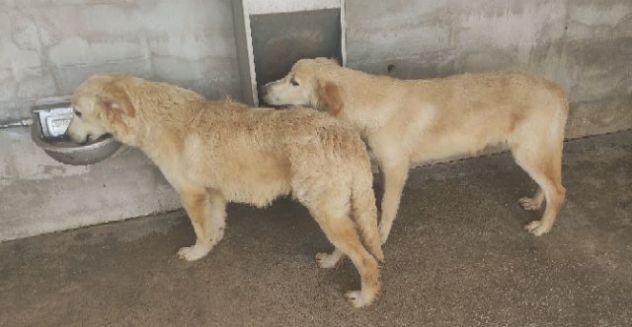 CANE IN ADOZIONE: MIELE, taglia medio contenuta - Foto 7