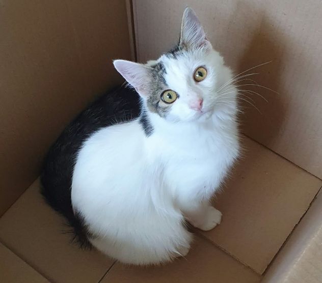 Principe, gatto delizioso - Foto 3