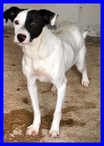 MASCIA,DOLCISSIMA SOLA IN CANILE CERCA CASA - Foto 4