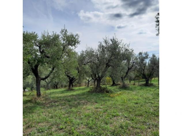 Agricolo in Secondo Stradone Muti