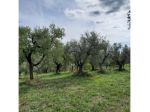 Agricolo in Secondo Stradone Muti