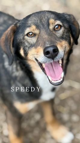 SPEEDY, cagnolino DOLCISSIMO abbandonato.