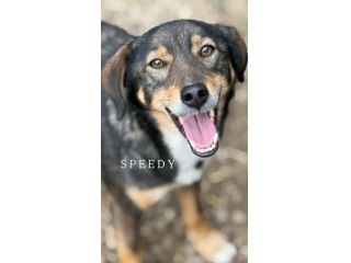 SPEEDY, cagnolino DOLCISSIMO abbandonato.