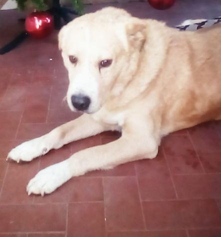 Bongo dopo le cattiverie e botte è rimasto fantastico con tutti!NAPOLI - Foto 6