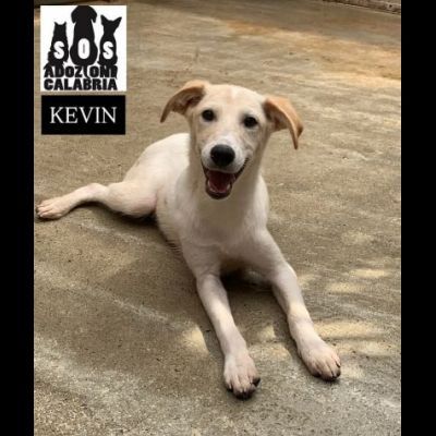 KEVIN, SPIKE, DIDO, TENERISSIMI CUCCIOLI IN ADOZIONE - Foto 8