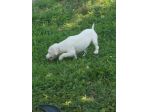 JACK RUSSELL CUCCIOLI