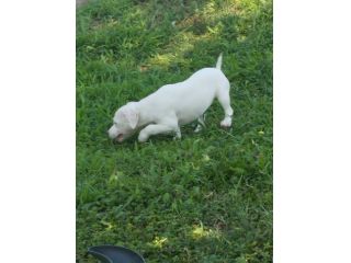 JACK RUSSELL CUCCIOLI
