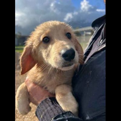 RUPERT ADORABILE CUCCIOLO IN ADOZIONE - Foto 2
