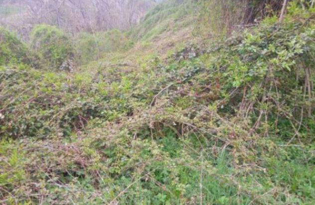 Immobile in asta di 37000 m² in vendita a Ferriere - Foto 7