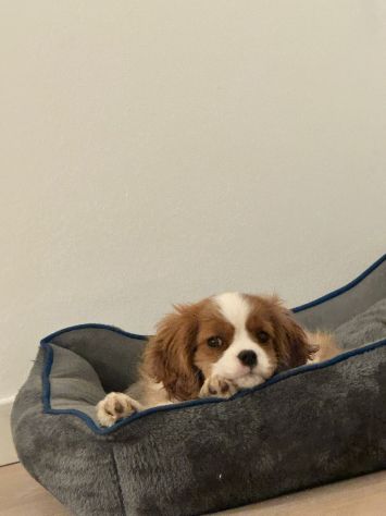 Cucciola di Cavalier King con pedigree