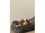 Cucciola di Cavalier King con pedigree