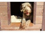 Gigi simil lagotto