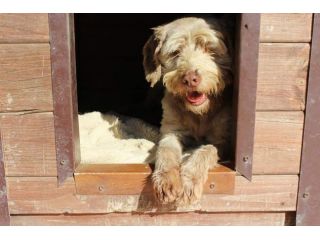 Gigi simil lagotto