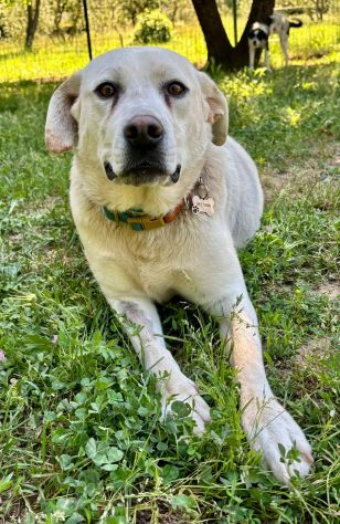 Bella labrador
