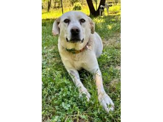 Bella labrador