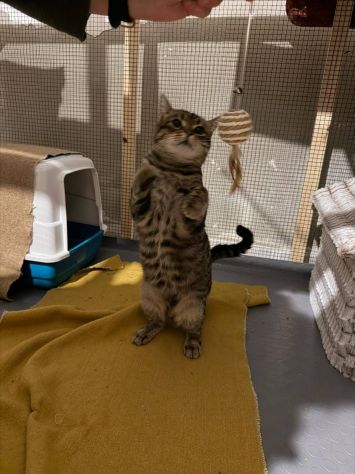 TIGRO, tenero gatto in adozione! - Foto 3