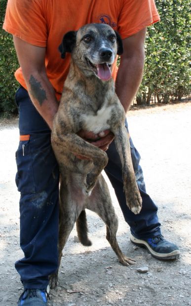 TIGROTTO, dolce cagnolino