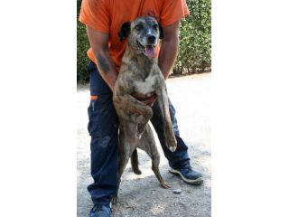 TIGROTTO, dolce cagnolino