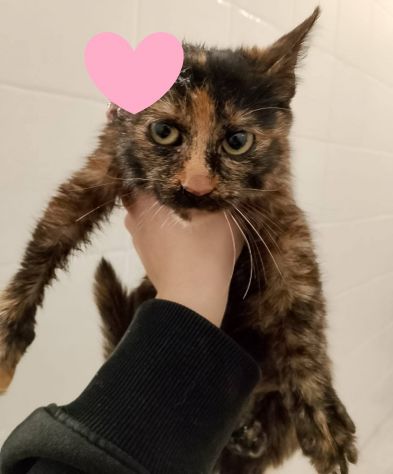 Ambra sfortunata cucciola (FELV POSITIVA) - Foto 2