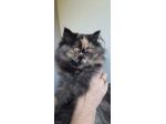 Gattina Persiana Femminuccia Tipo P