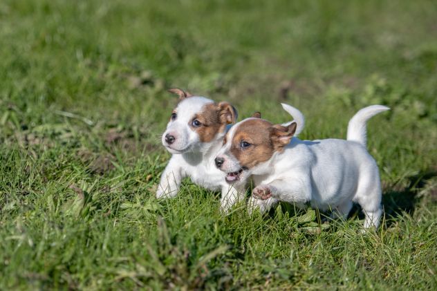 JACK RUSSELL CUCCIOLI BICOLOR - Foto 3