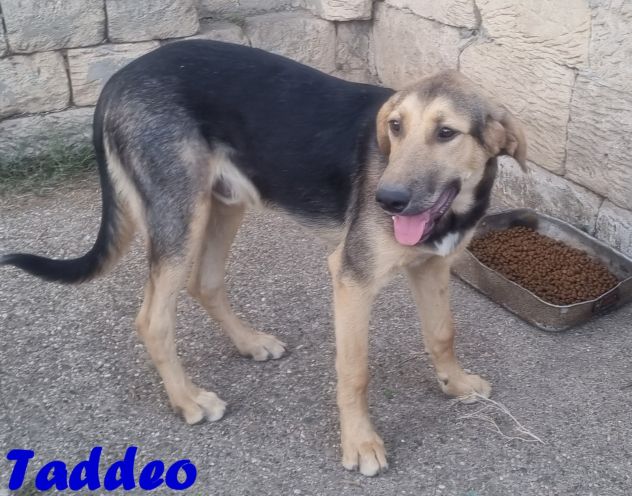 Adotta un angelo con la coda - Foto 8