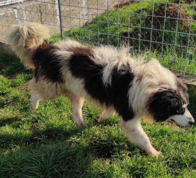 CANE IN ADOZIONE: PEGGY, dolce e determinata. - Foto 8