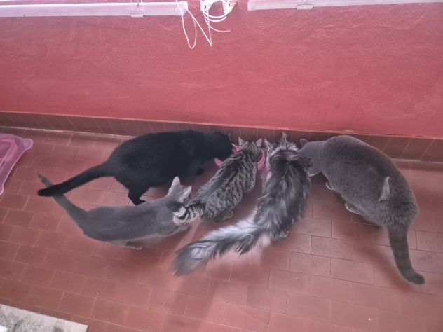GATTI STERILIZZATI IN ADOZIONE BOLOGNA - Foto 3