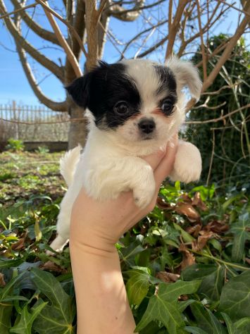 Chihuahua femmina con pedigree Enci