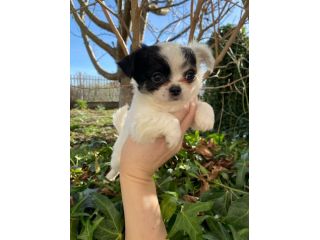 Chihuahua femmina con pedigree Enci
