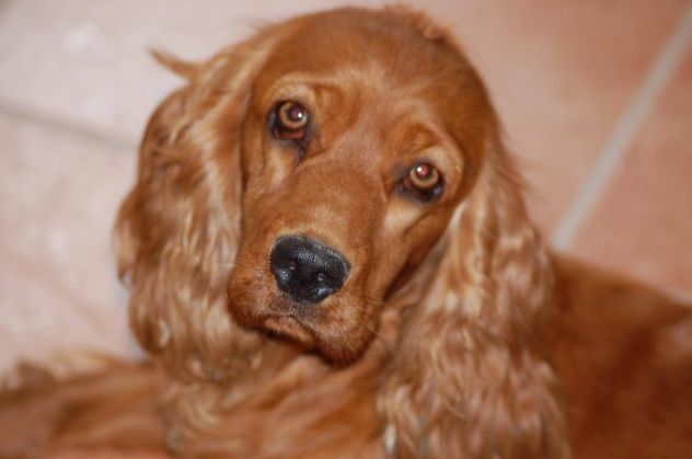 CUCCIOLI  COCKER SPANIEL FULVI - Foto 4