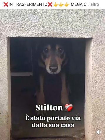 STILTON CERCA SALVEZZA CANE IN ADOZIONE - Foto 6