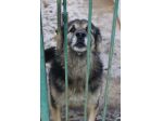 ARGO E’ UN PASTORINO DI 8 ANNI